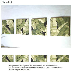 t@ubNpl  BKF Hawaiian Cloroplast fade 30×30cm 4Zbg 򂹂O[  nCA gsJ t A 