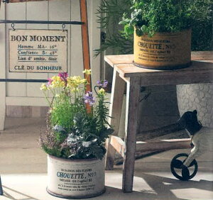 【友膳 ガーデニング】シュゥエットカンSW un1437【アリスの時間】★