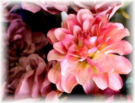 ■シングルダリア　　【アリスの時間】★