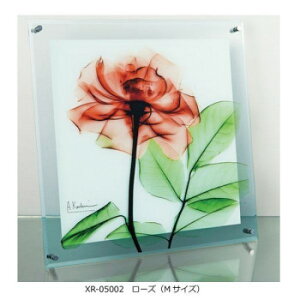 X RAY �K���X �A�[�g ���[�Y M�T�C�Y XR-05002
