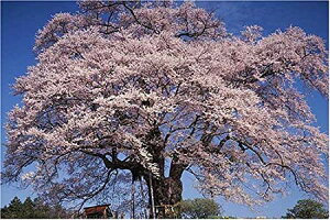 ◆訳あり◆ アポロ社 ジグソーパズル 1000ピース 岡山県真庭市 落合の醍醐桜 樹齢千年 風景 名所 インテリア