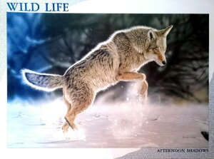 ̂܂@WO\[pY@1000s[X@@WILD LIFE ChCt@At^k[EVhEY@@@@@@IIJ~@Et@