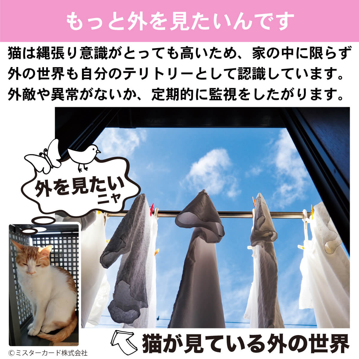 楽天市場】猫 アクリル ハンモック ベット キャットタワー キャット