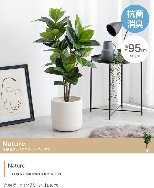 楽天市場】光触媒人工観葉植物 ゴムの木 高さ95cm : allecore 