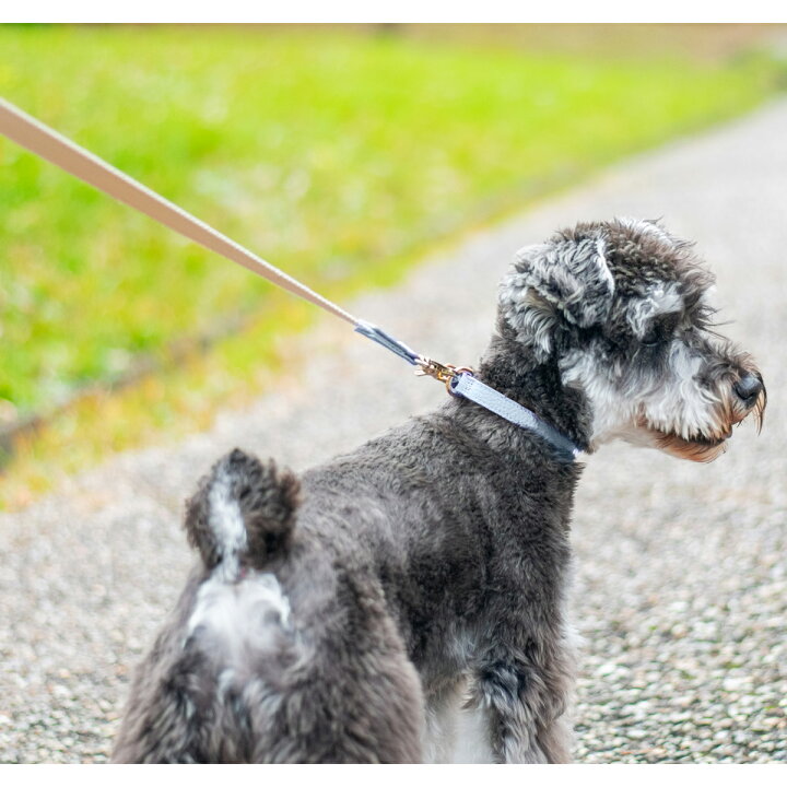 楽天市場】【クーポン利用20%OFF】 首輪 犬 小型犬 レザー 牛革 