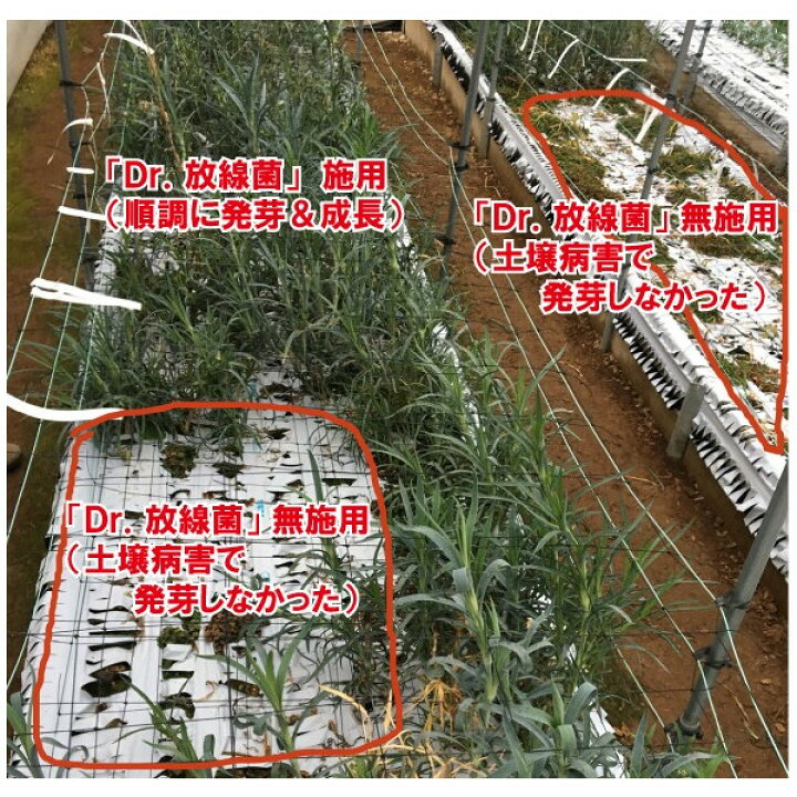 楽天市場 5袋セット ザ 鉄腕 Dash で紹介された Dr 放線菌 7kg 有機jas適合 堆肥 家庭菜園 連作障害 対策 土壌病害 生育 障害 土壌 生理障害 フザリウム リゾクトニア センチュウ ぼかし肥料 農業 微生物 放線菌 土壌改良 土壌診断 果菜 果樹 野菜 果実