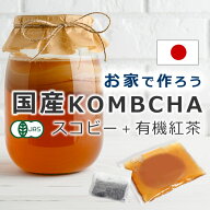 【LINEで300円OFF】コンブチャ キット スターターキット スコビー スコービー 紅茶キノコ サプリ 紅茶き…