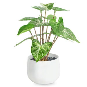 lHϗtA LER ~jtFCNO[ p sv  CeAG  MtgΉ ̓ ̓ v[g t