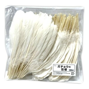 HV[ 100  20cm EGfBO K`ẺH VR tFU[  RXv