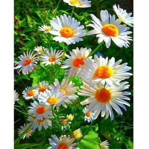 LEADINTOP �_�C�������h�A�[�g �l�p���r�[�Y 40x50cm �Ԗ͗l �X�N�G�A�r�[�Y ���U�C�N�A�[�g ���S�Ҍ��� �q�� DIY ��l ��| ���킢�� �A�[�g���� �v���[���g�p (�f�C�W�[ 2)