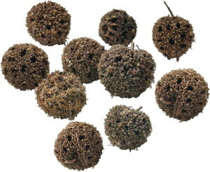 pZI NATURAL DRY NUTS Ao[o[~j 10pc XM-01