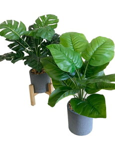 Kugusa フェイクグリーン 人工観葉植物 モンステラ 鉢植え 造花 インテリア 2点セット 花台付き (モンステラとウンベラータ)