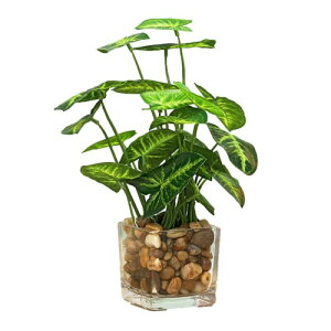 ENN LLC CeAptFCNO[ Ύ  ϗtA (̗t)