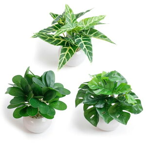 WillingYou tFCNO[  3_Zbg t lH ϗtA  CeAG b炸 sv ItBX z[fR[V Mtg  Vzj ̓ 