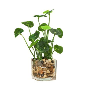 ENN LLC CeAptFCNO[ Ύ  ϗtA (@̗t)