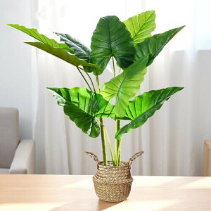 tFCNO[ lHϗtA G} ^ϗt 65CM CeA ͎Os ȒP? AƒA悯oRj[AAIȑAz̃MtgɍœK (fB