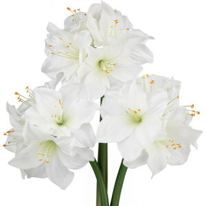 Villa Como  A}X 3{ 15CM  ~ ԑ A[gt[ CeA NX}X v[g ̓ hV̓ Vzj JXj ()