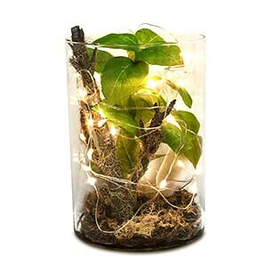 SUNAVIϗtA {Ƃ~j CeAO[L EL C ͂Ȃ lHϗtA O[ Cgt v[g j  a ̓