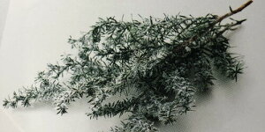 PURIZA vU[uht[ NX}X ԍ n_ [X AW \tgqXM tbL[O[ 1