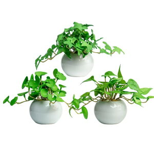 WillingYou tFCNO[  ~j 3_Zbg t lHϗtA  CeAG b炸 sv ItBX z[fR[V Mtg  Vzj 