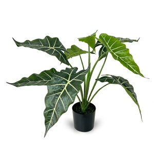 tFCNO[ lHϗtA AJVA AȒIt AI G} L C Xe ϗt  ^  50cm  ItBX A jp A l