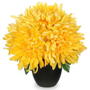 Villa Como    e 25CM dp ~ ފ  ͂Ȃ A[gt[ A ~j CeA (F)