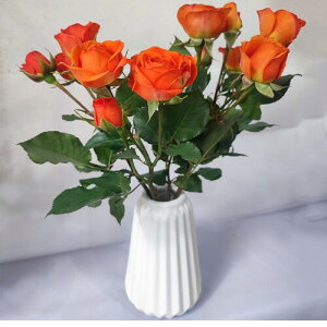 ԕr֑} t[x[Xԕr킨Ȃт傫Ԃт񂩂тԊFukuka VvJr1蕧d тƂԊ핧dpԃr (zCgC)
