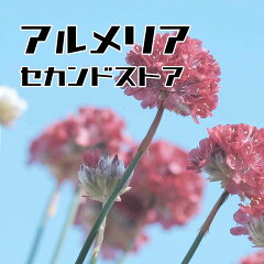 アルメリアセカンドストア