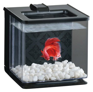 WFbNX GEX AQUARIUM yANA ubN ȒPRpNgx^W16×D17×H16cm 2.1L