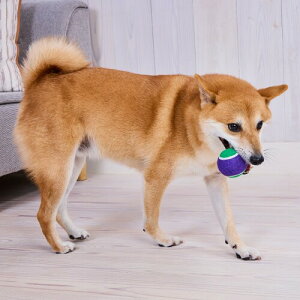 ペティオ (Petio) 犬用おもちゃ PLAY スクイーカーテニスボール M