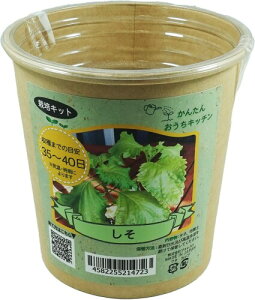 tHXg(Forest) 񂽂񂨂Lb` 