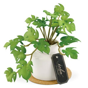 LV} kishima lHϗtA tFCNO[ lHA ͂Ȃ ԃO[ G} L R C ~jXe KH-61249