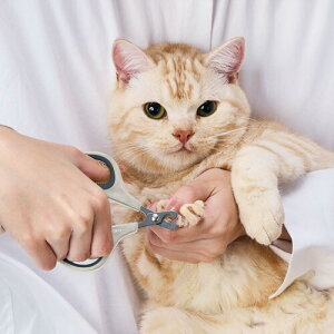 yeBI (Petio) Lpܐ؂ FIXCARE ɂ lCnT~