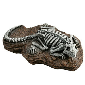 aquaneru ANAEI[ig gJQ̉