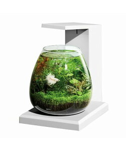WFbNX GEX AQUARIUM OXANA PERCO T-WH I[C CeA Zbg ȒP RpNg 6L zCg
