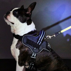 yeBI (Petio) p EthicalDooriGVJhAj C[W[EFAn[lX S ubN