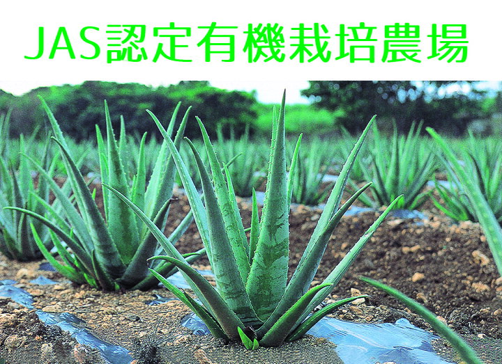 楽天市場】☆初回お試し限定 特別価格 JAS認定 有機無農薬 アロエベラ  