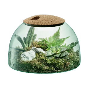 LSA CANOPY Lms[ Closed Garden v^[ G1580-16-161 LCQ13 / GGXG[ Ԋ ԕr t[x[X