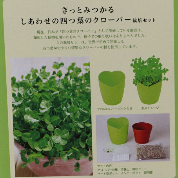 楽天市場 最大10 Offクーポン 楽天お買い物マラソン限定 聖新陶芸 きっとみつかる四葉のクローバー栽培セット Gd 592 キャンプ 栽培キット Seishin アルペン楽天市場店