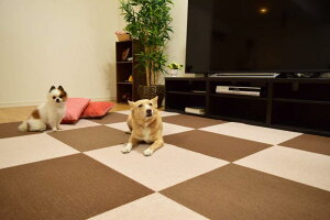 6p唻^Cv z ^C}bg 60cm×45cm 36Zbg uE H 