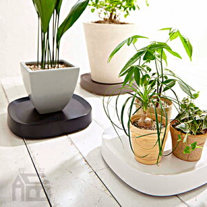 tidy v^u Aؔg[ plantable oRj[/K[fjO///K[f