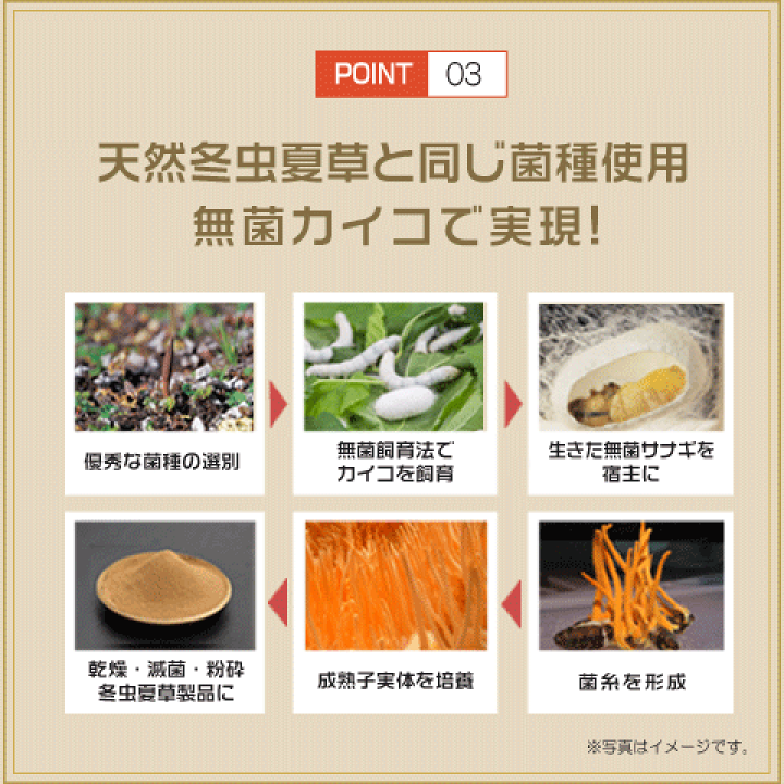 黄金養生ギフト用チベット高原産冬虫夏草菌糸ハードカプセル90粒 黄金養生ギフト用チベット高原産冬虫夏草菌糸ハードカプセル90粒