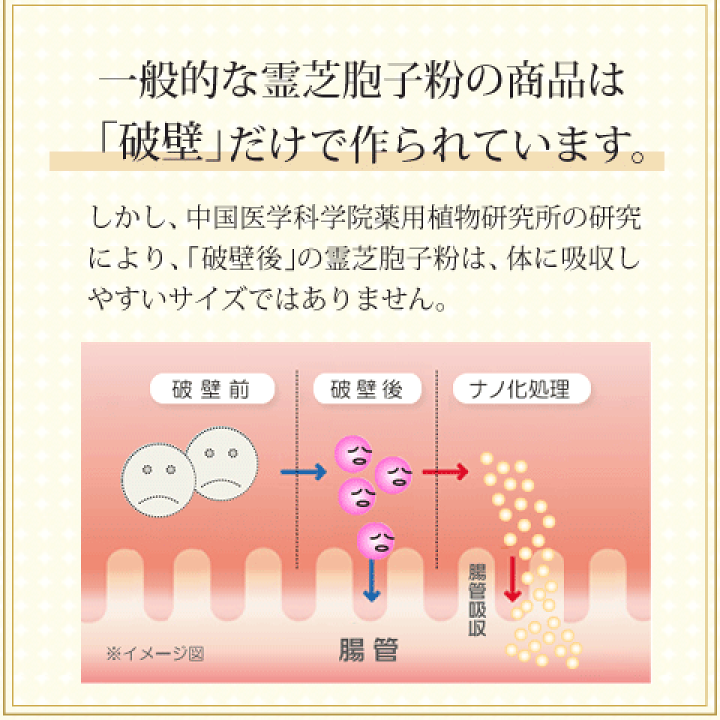 楽天市場】霊芝破壁胞子粉 霊芝胞子粉 破壁霊芝胞子粉 120粒 純度100