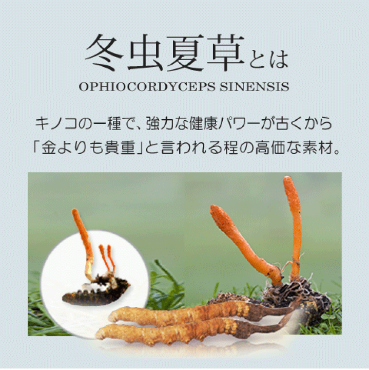 楽天市場】冬虫夏草 2箱セット 国際博覧会金賞受賞！冬虫夏草
