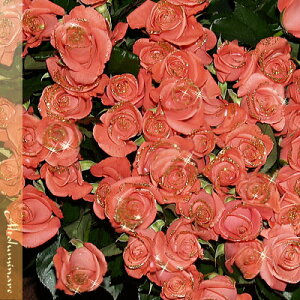 IPỏԑ sN50{̃u[PyyΉzyy_yjcƁzyyMt_zyyMt_bŹzyyMt_zyaj wj oYj Cj 