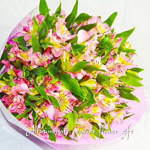 AXgẢԑ hV̓ v[g Mtg t[Mtg LOMtg aj wj oYj Cj oYj   