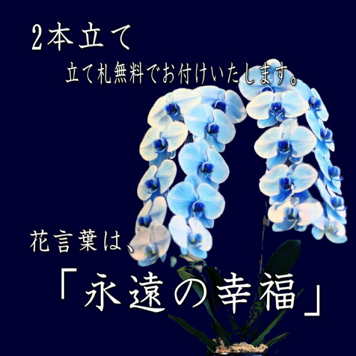 楽天市場 青い胡蝶蘭 ブルーエレガンス Bule Elegance 胡蝶蘭 2本 2本立ち お花 青 ブルー 贈り物 フラワーギフト 花ギフト 誕生日 プレゼント 結婚 記念日 両親 開店祝い 開業祝い 移転祝い 開店 開業 移転 飲食店 周年 祝い花 お祝い 御祝い ギフト 珍しい おしゃれ