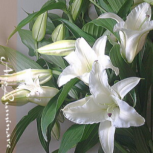 生花 カサブランカ 花束の人気商品 通販 価格比較 価格 Com 生花 カサブランカ 花束の人気商品 通販 価格比較 価格 Com