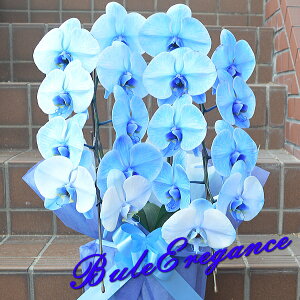 ���Ӓ����u�u���[�G���K���X�vBule Elegance �Ӓ��� 2�{ 2�{���� ���� �� �u���[ ���蕨 �t�����[�M�t�g �ԃM�t�g �a���� �v���[���g ���� �L�O�� ���e �J�X�j�� �J�Əj�� �ړ]�j�� �J�X �J�� 