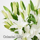 白いユリの花束 全国送料無料！！ ユリ ゆり 百合 生花 お花 花束 祝い花 お誕生日 プレゼント 贈り物 フラワーギフト おしゃれ 出産祝い お祝い 御祝い お供え花 御供え花 仏花 お悔やみ お悔み お悔やみの花 白 ホワイト